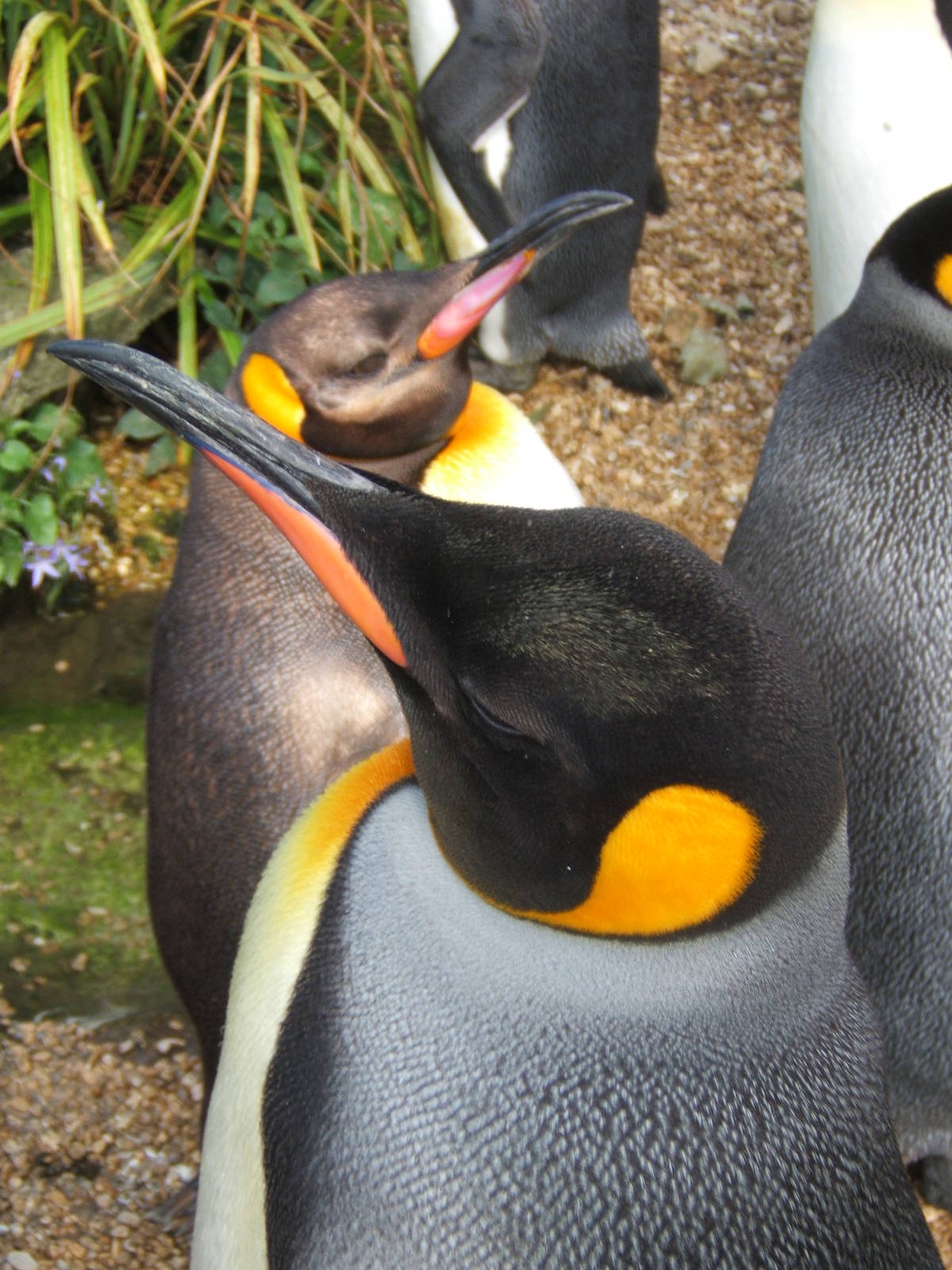 King Penguin head shot
