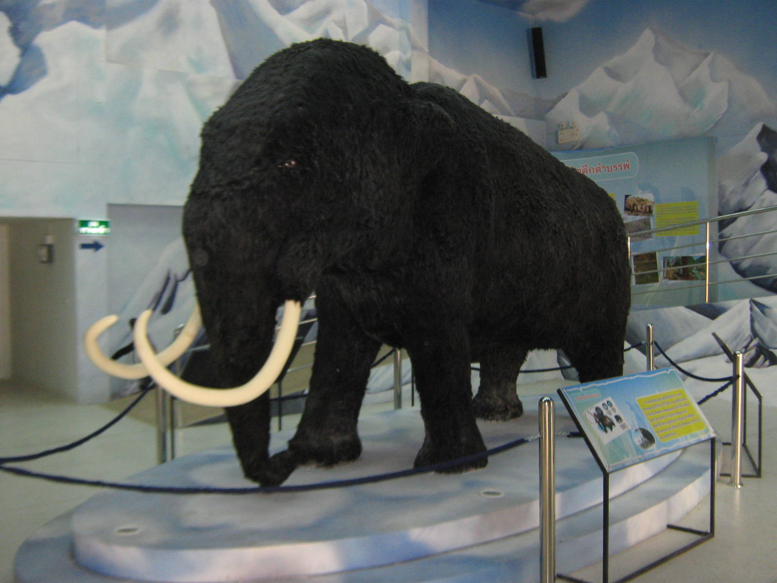 King Penguin House, mock-mammoth