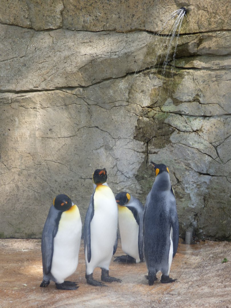 King Penguin in the shower
