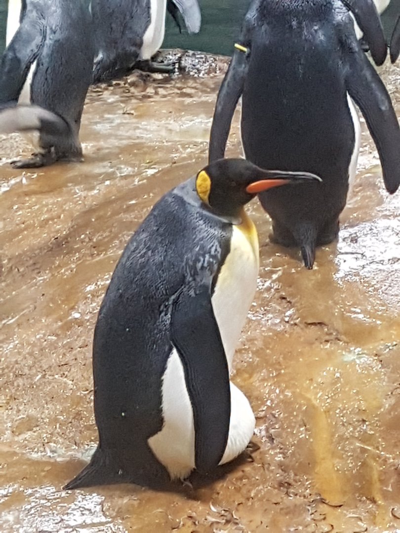 King penguin incubating