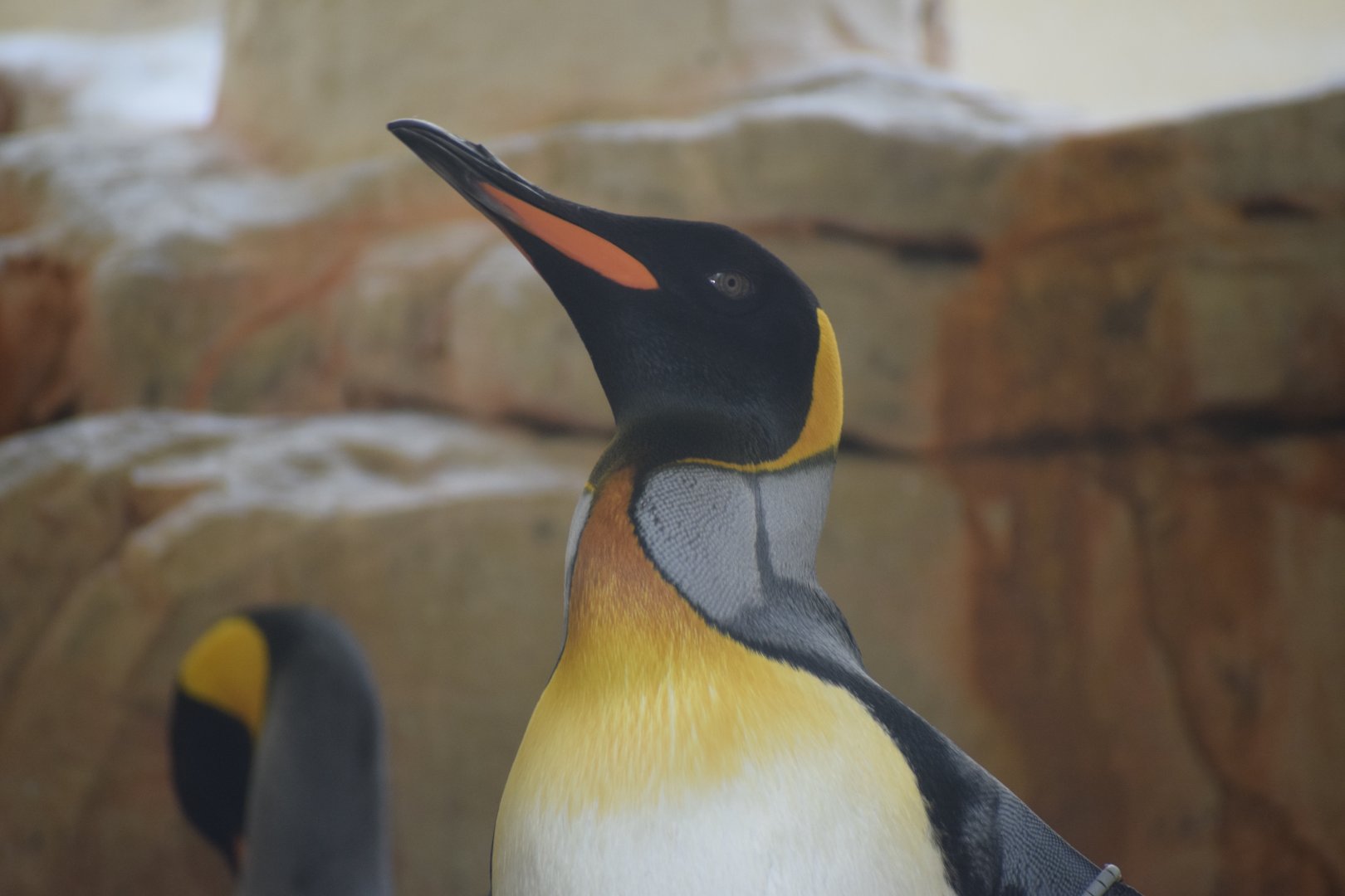King penguin - June 2021
