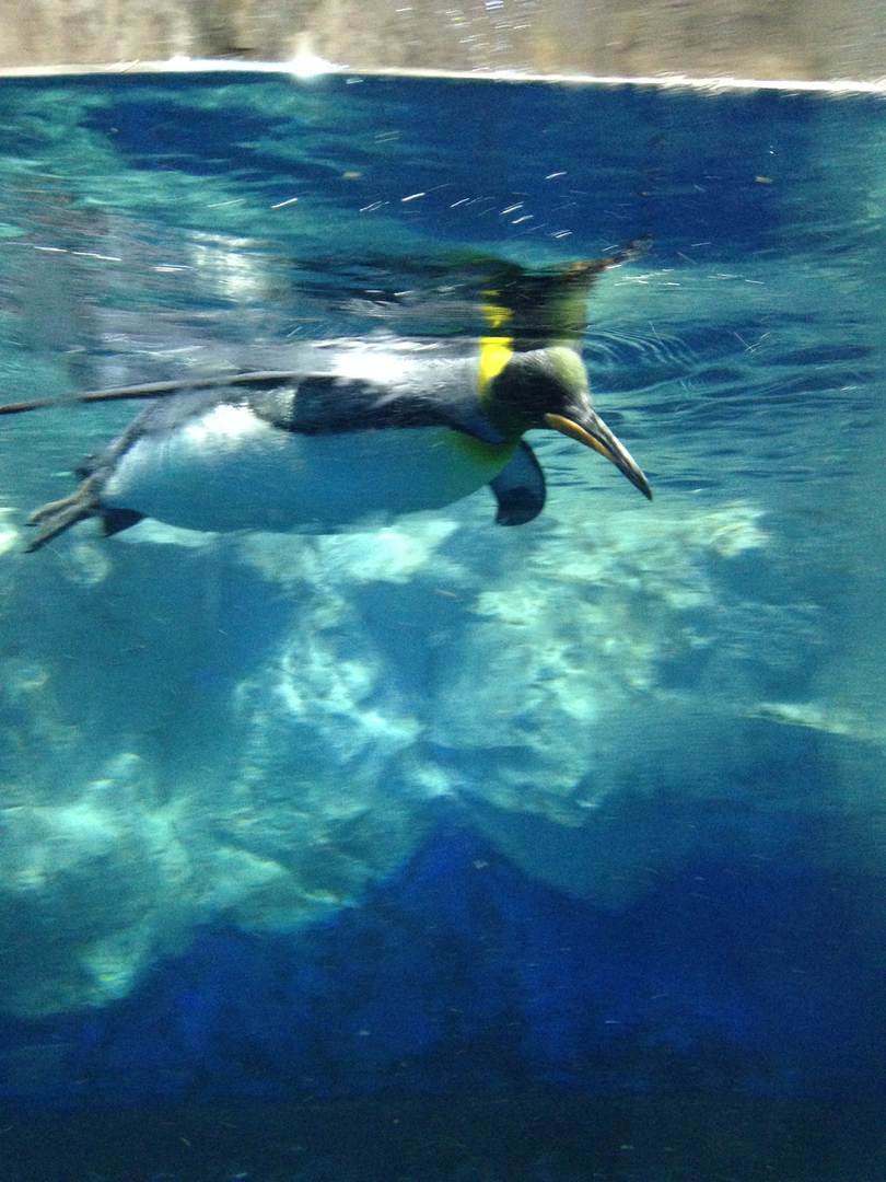 King Penguin - Kelly Tarlton's 2015