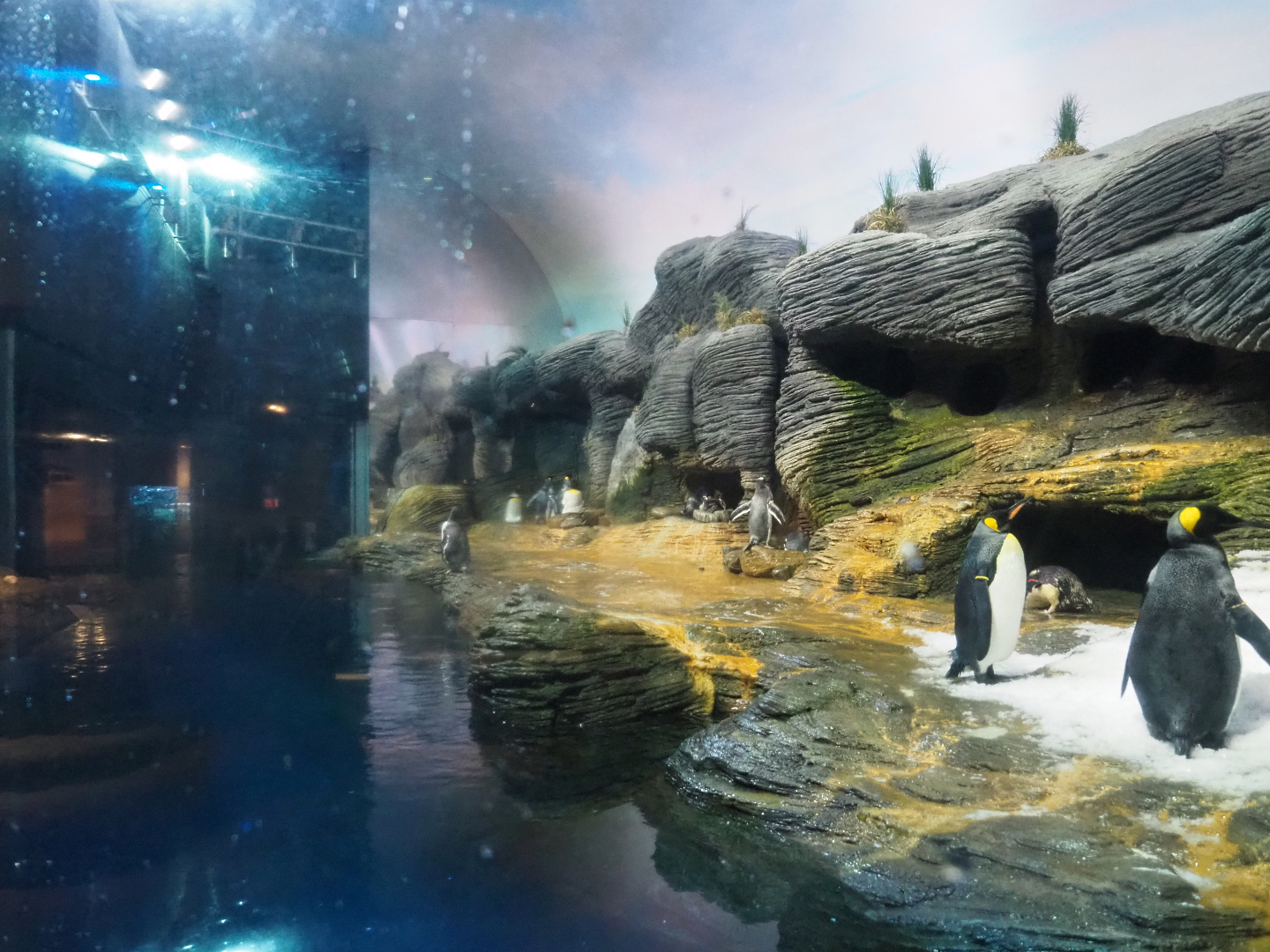 King penguin, Macaroni penguin and Subantarctic gentoo penguin exhibit, 2020-06-28