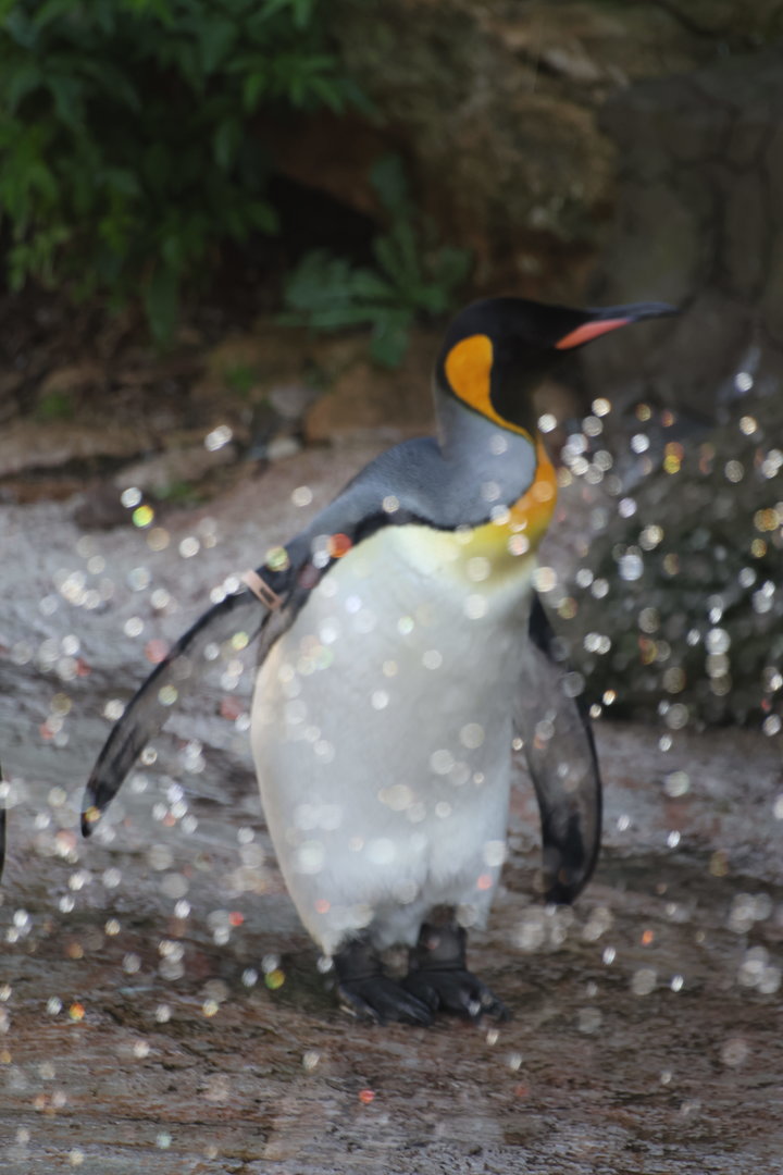 King Penguin making sure he gets the sprinkler treatment