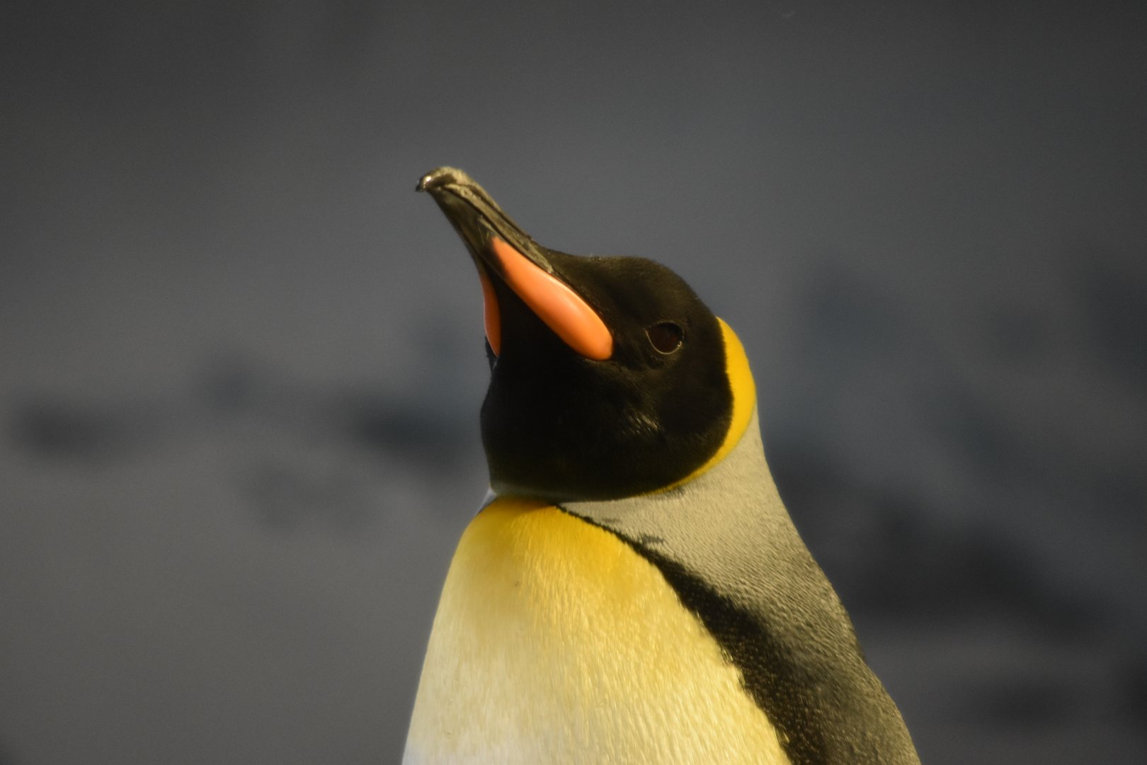 King penguin May 2019