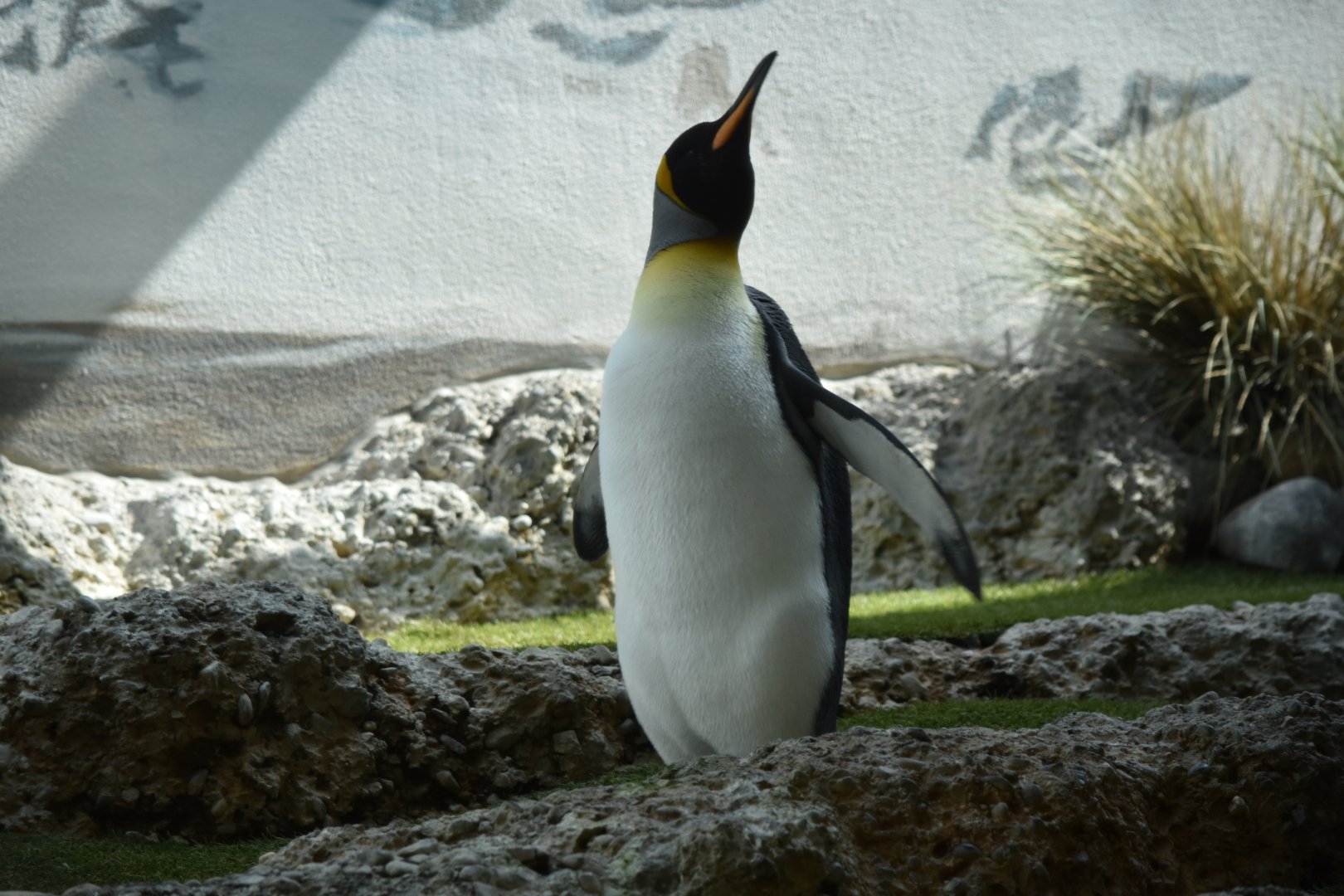 King penguin May 2019