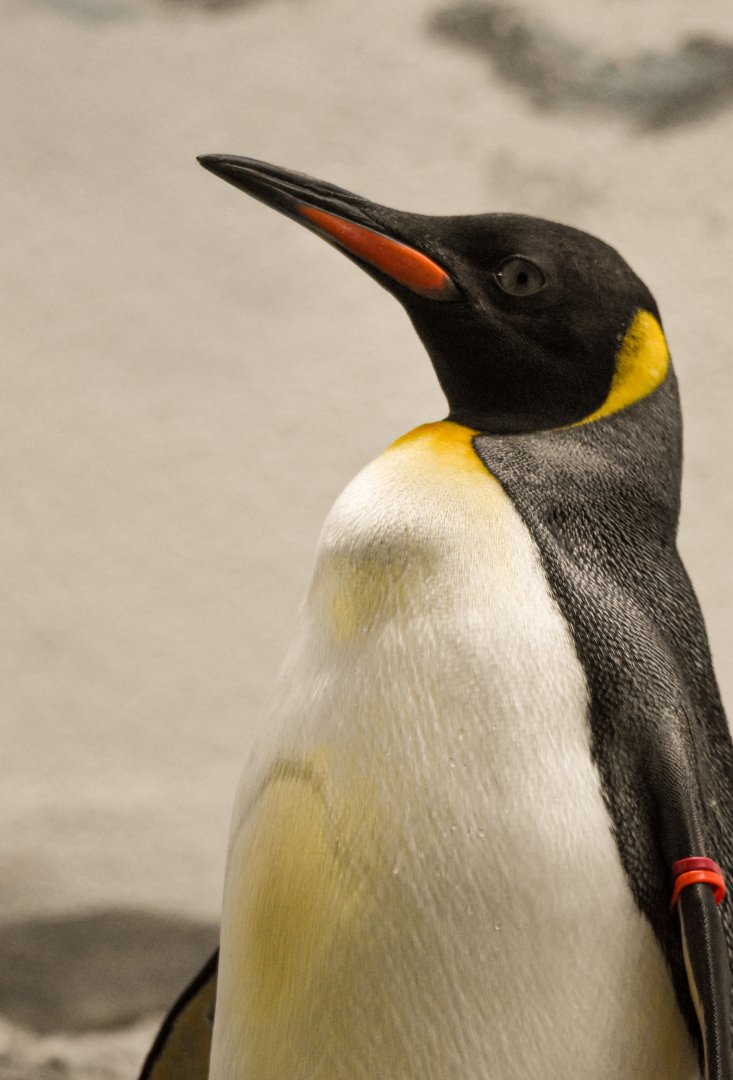 King penguin (October 2020)