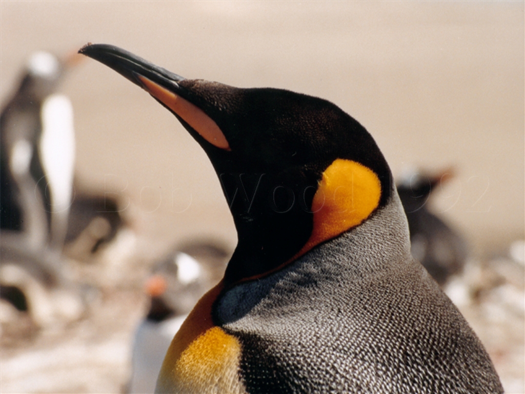 King Penguin on Saunders Island