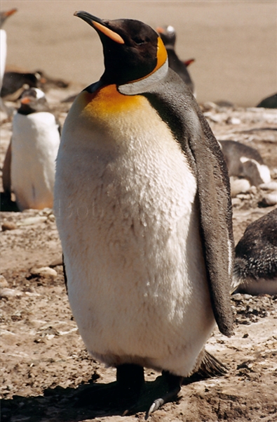 King Penguin on Saunders Island
