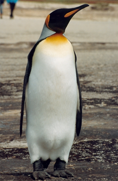 King Penguin on Saunders Island