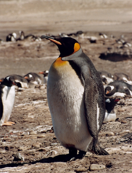 King Penguin on Saunders Island