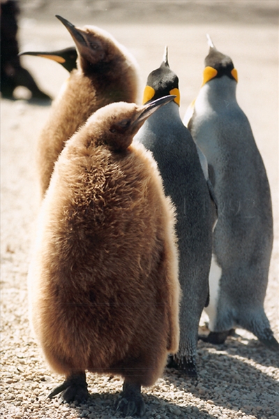 King Penguin on Saunders Island