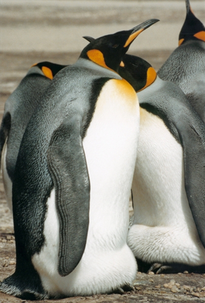 King Penguin on Saunders Island
