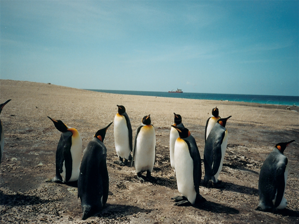 King Penguin on Saunders Island
