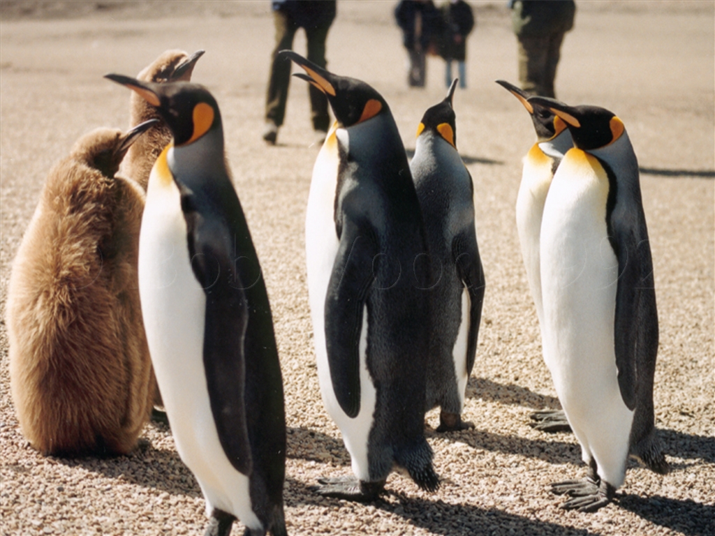 King Penguin on Saunders Island
