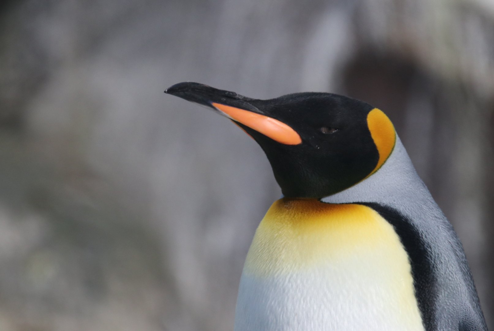 King penguin, SeaWorld Abu Dhabi