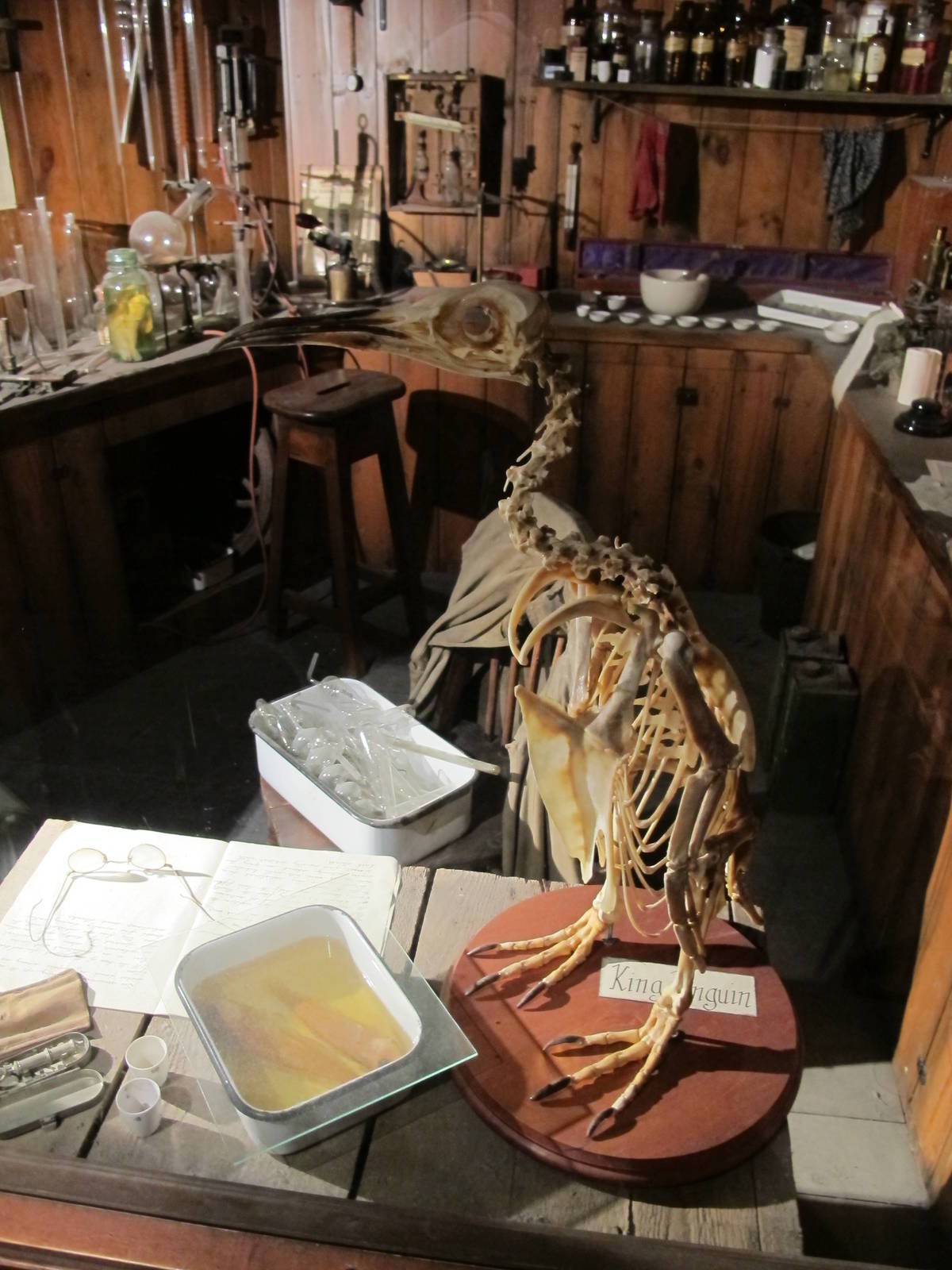 King Penguin Skeleton - Kelly Tarlton's 2012