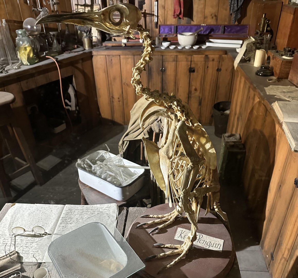 King Penguin Skeleton