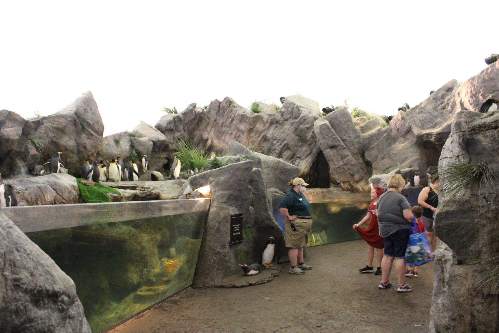King Penguin, Southern Rockhopper Penguin and Gentoo Penguin Exhibits - Penguin and Puffin Coast