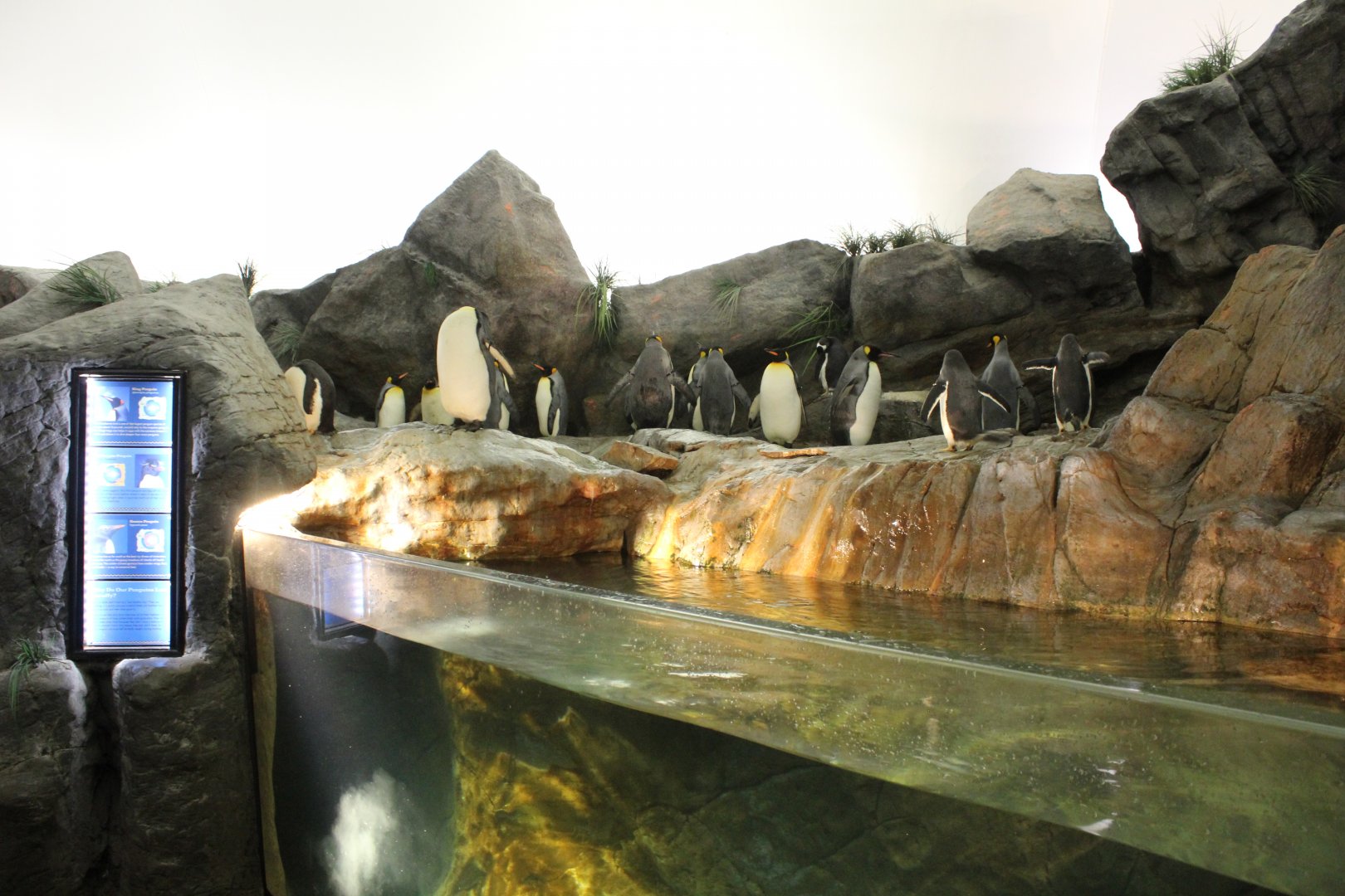King Penguin, Southern Rockhopper Penguin & Gentoo Penguin Exhibit - Penguin and Puffin Coast