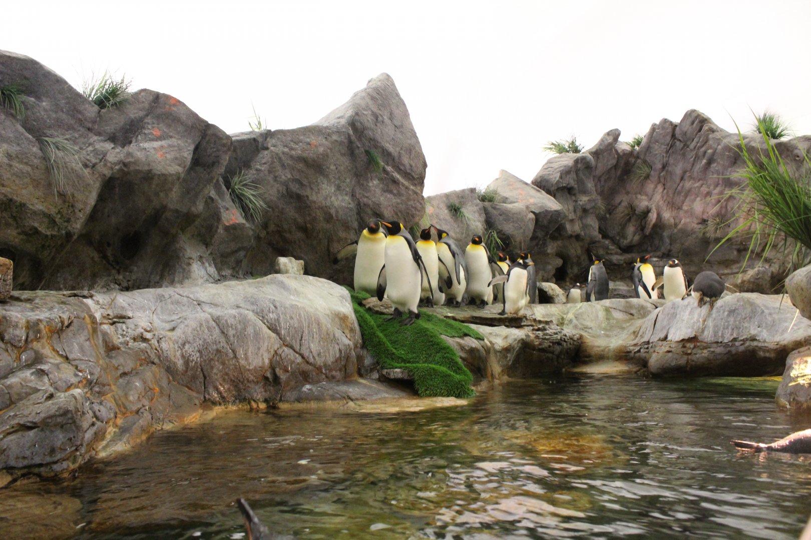 King Penguin, Southern Rockhopper Penguin & Gentoo Penguin Exhibit - Penguin and Puffin Coast