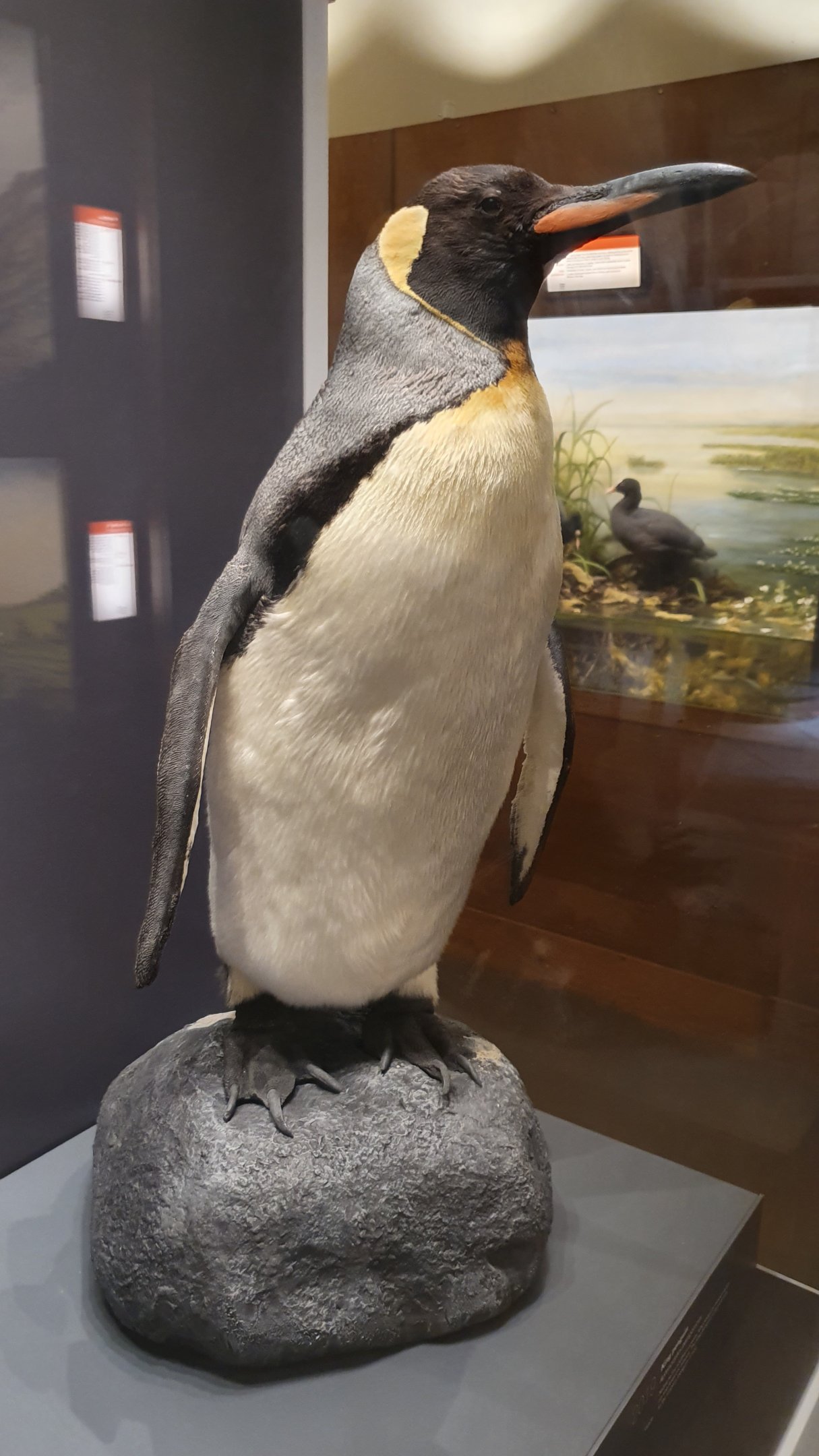King Penguin Taxidermy, Wollaton Hall NHM, 19th July 2021