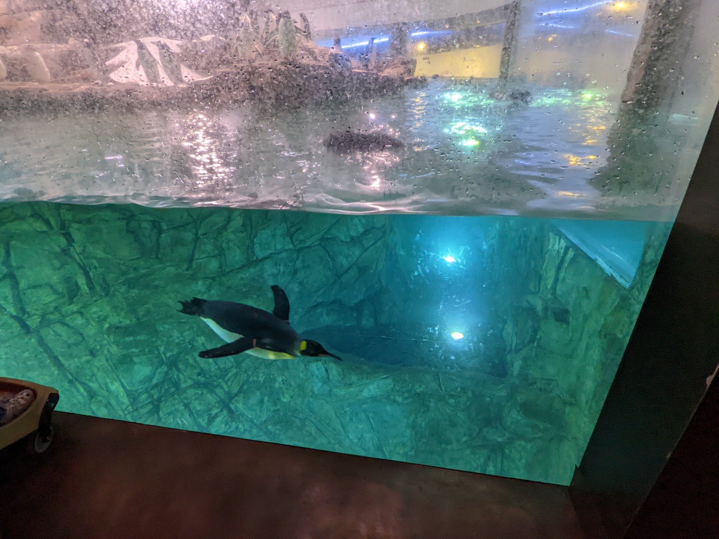 King penguin under water