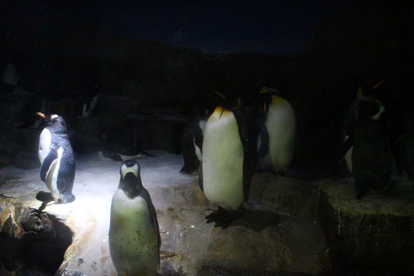 King penguin with adelie