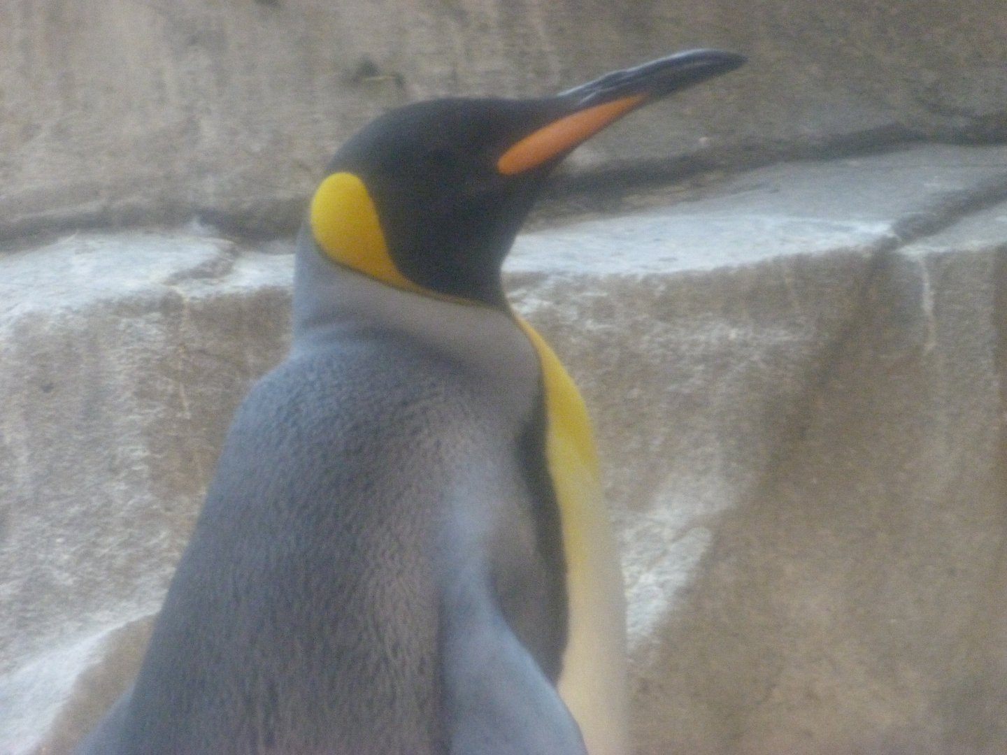 King penguin -Zoologischer Garten Berlin (2024)