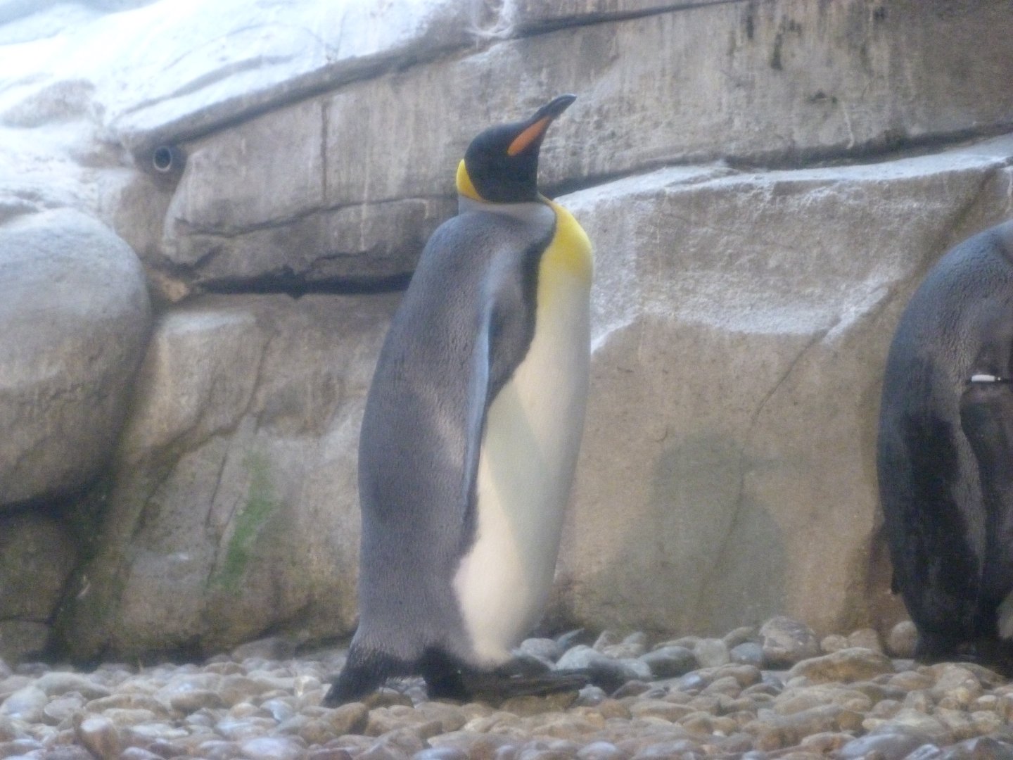King penguin -Zoologischer Garten Berlin (2024)
