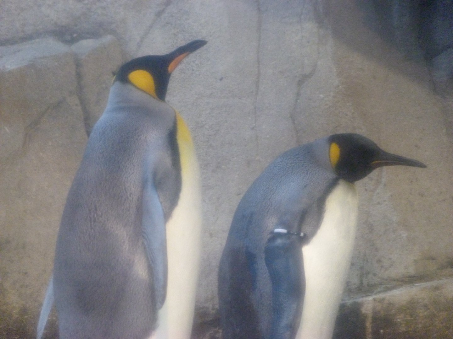 King penguin -Zoologischer Garten Berlin (2024)