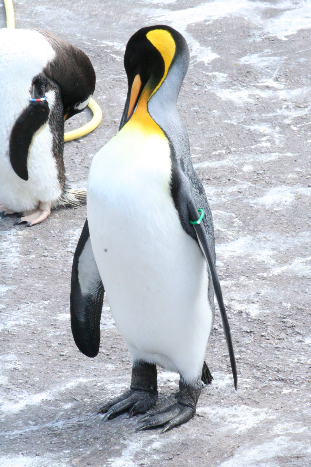 King Penguin