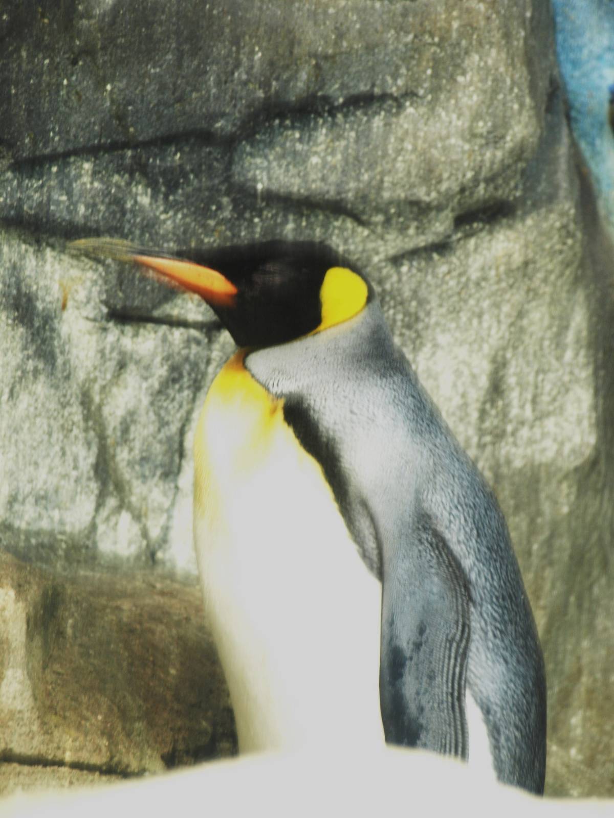 King penguin