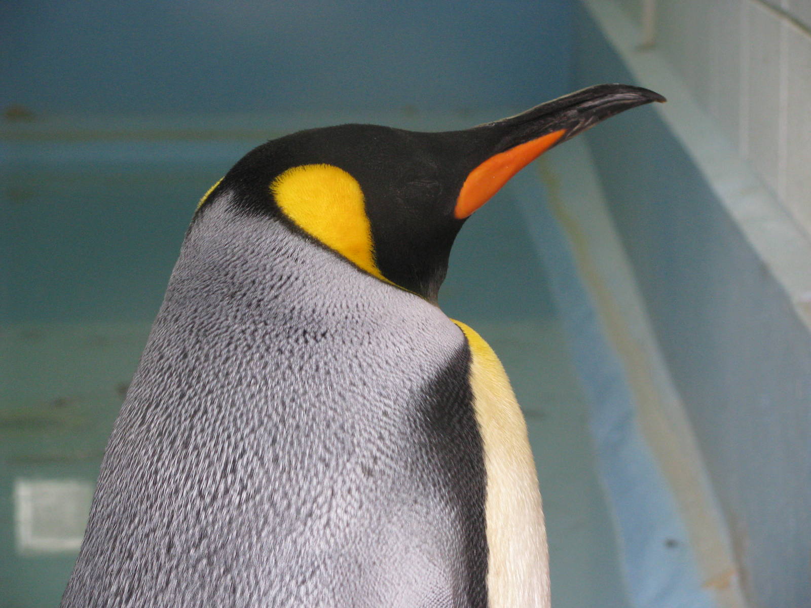 King Penguin