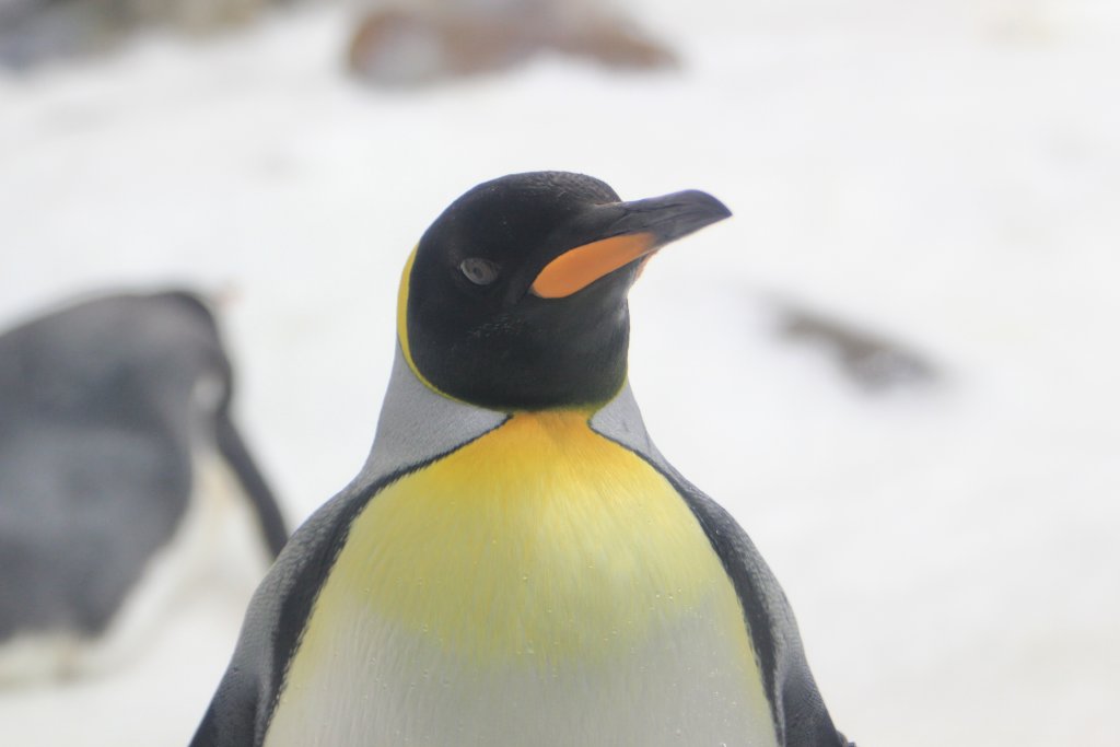 King Penguin