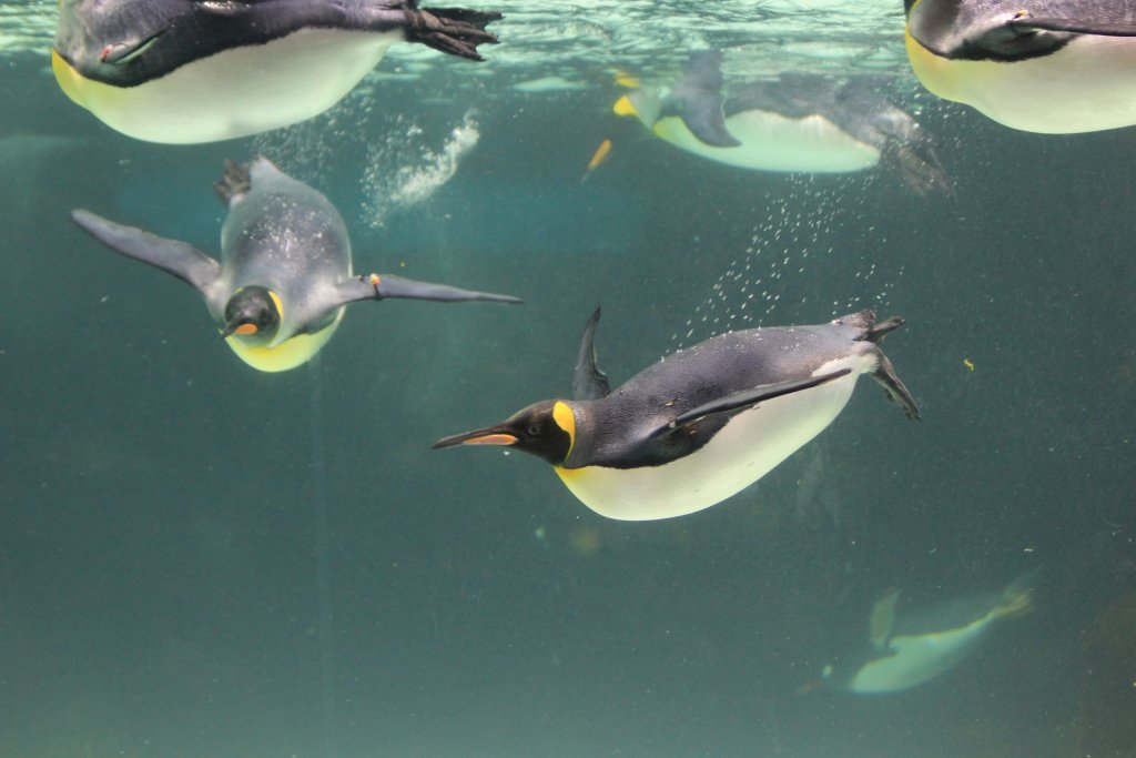 King Penguin