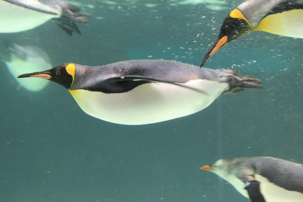King Penguin