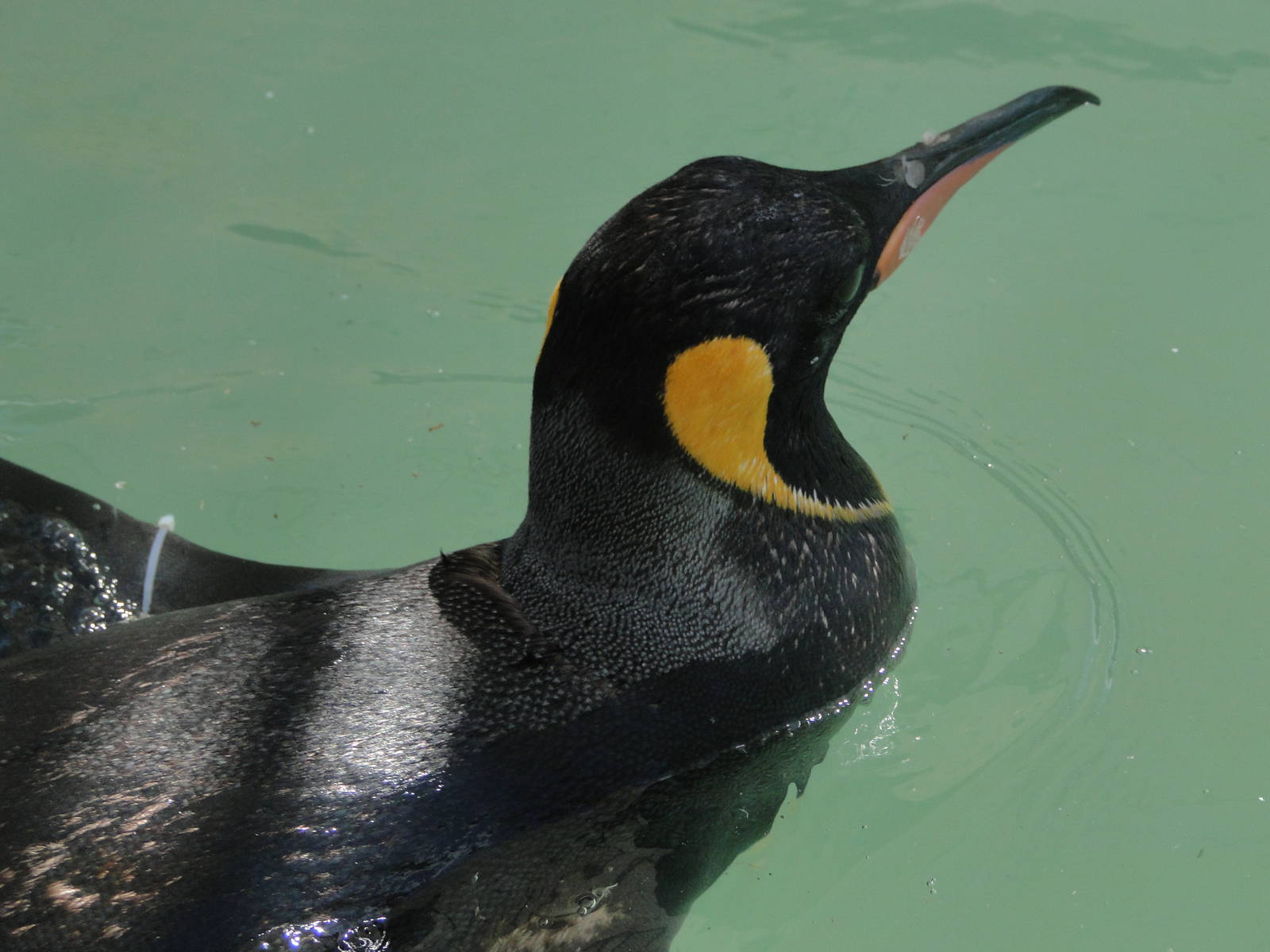 King Penguin
