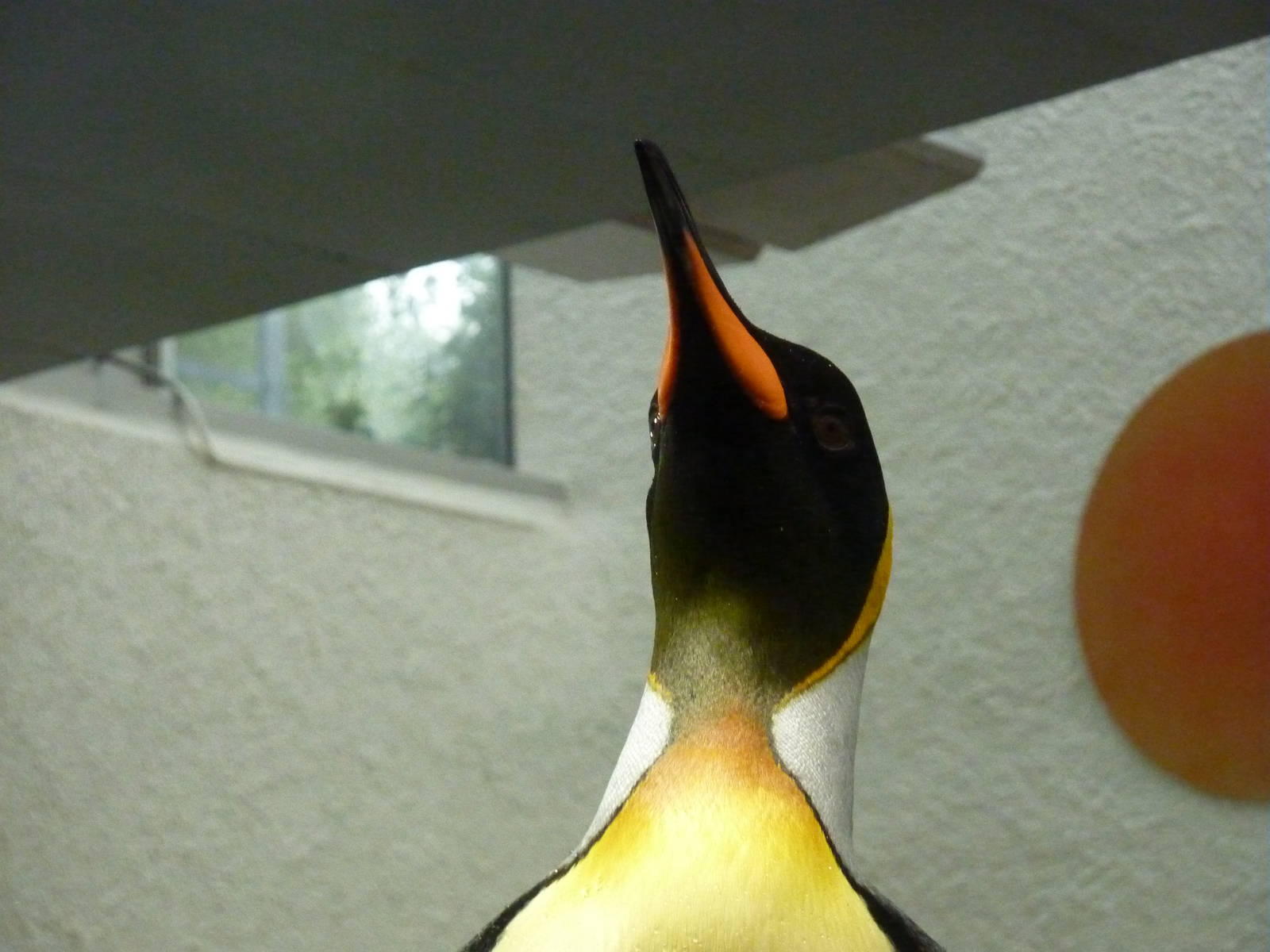 King penguin