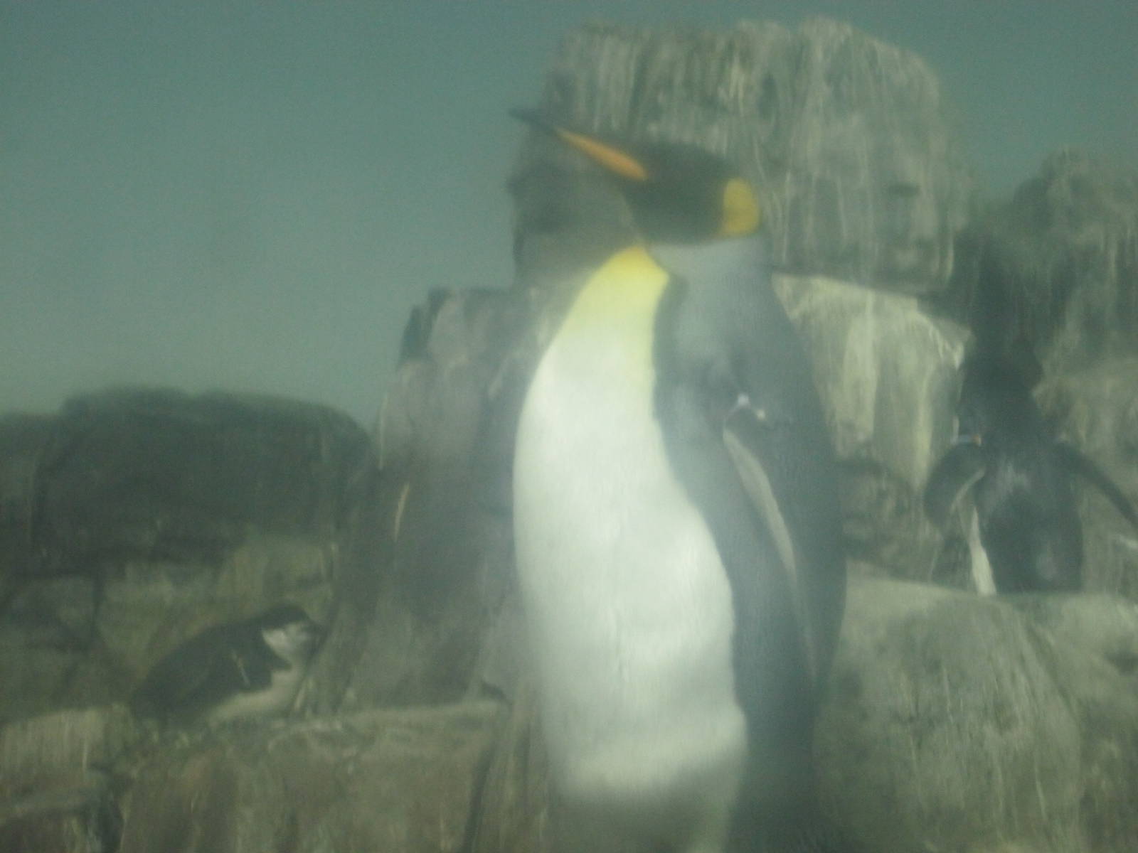 King Penguin