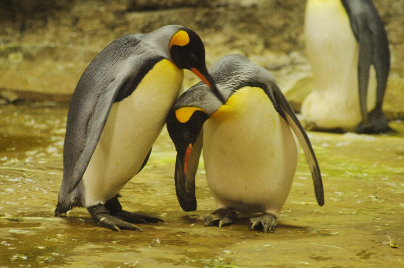 King penguin