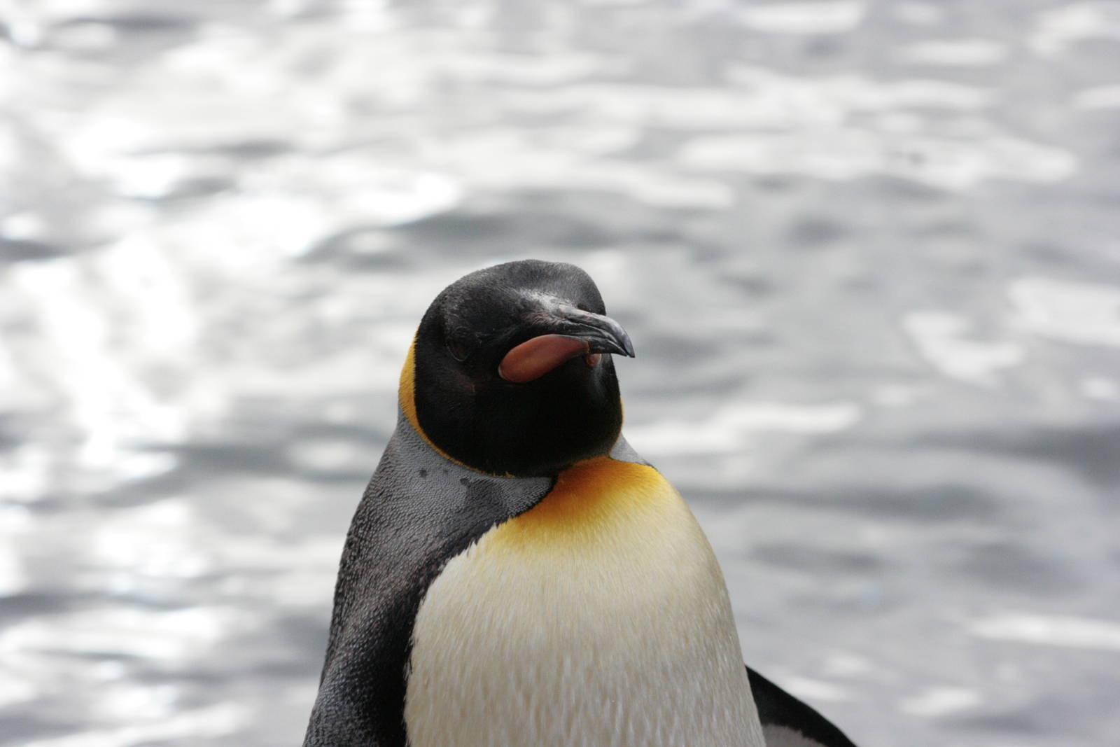 King Penguin