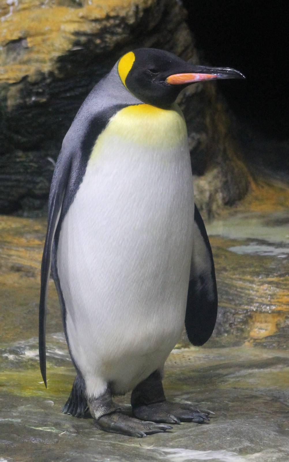 king penguin