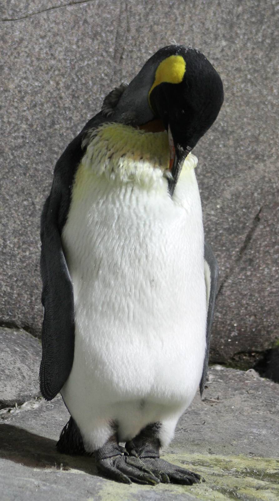 King penguin