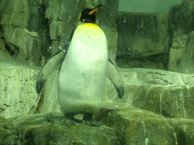 King Penguin