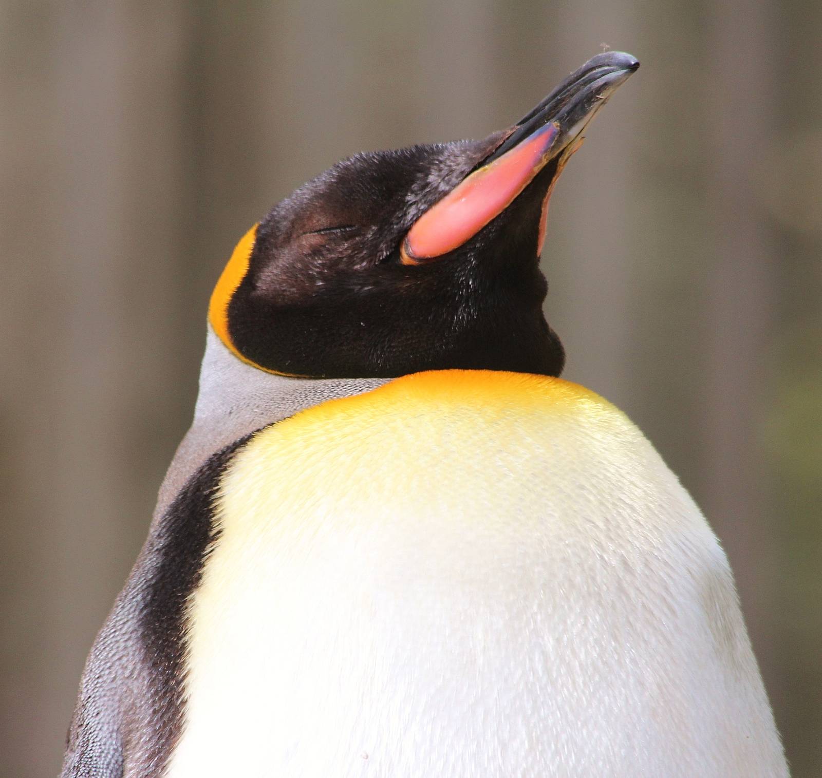 King Penguin