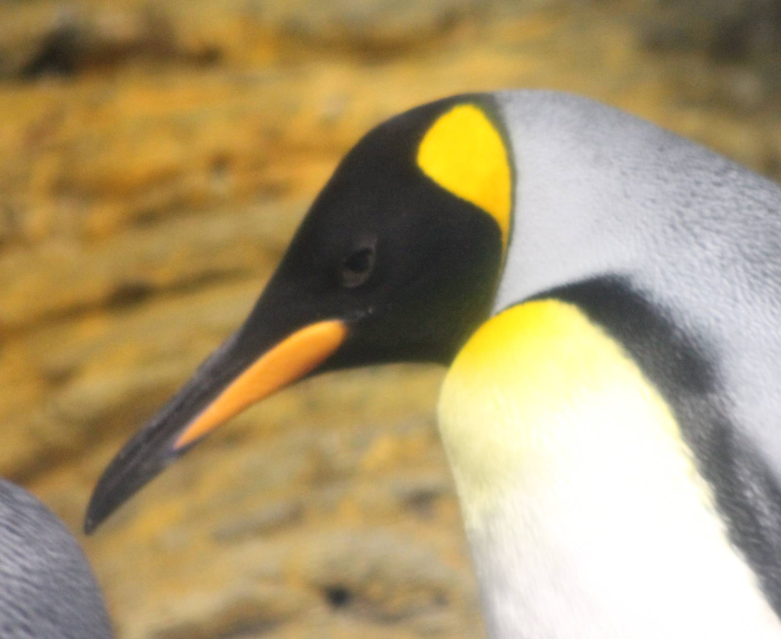 King penguin