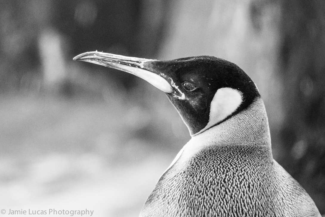 King Penguin