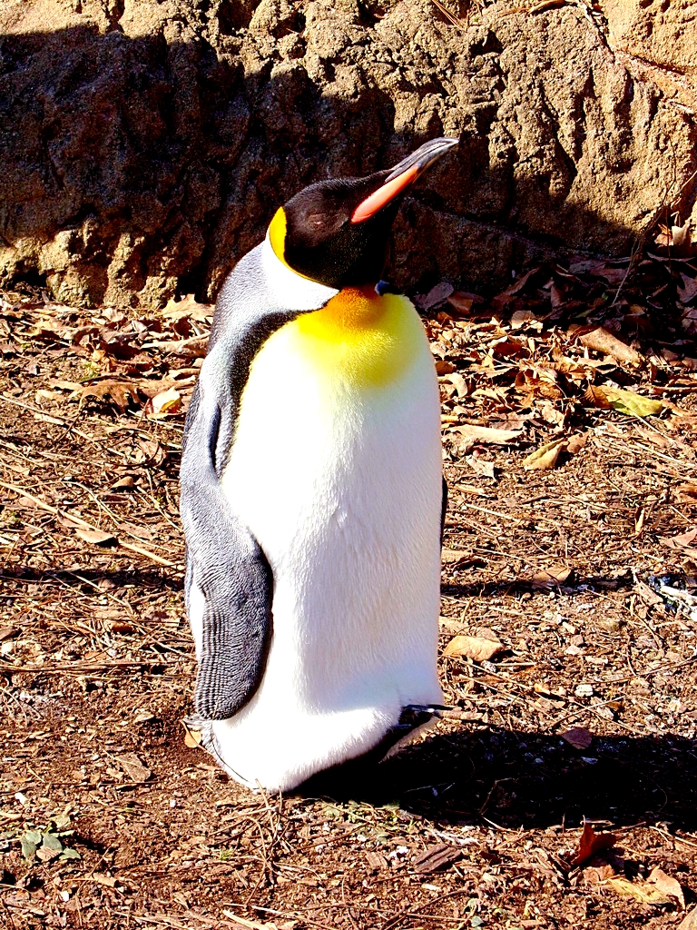 King Penguin