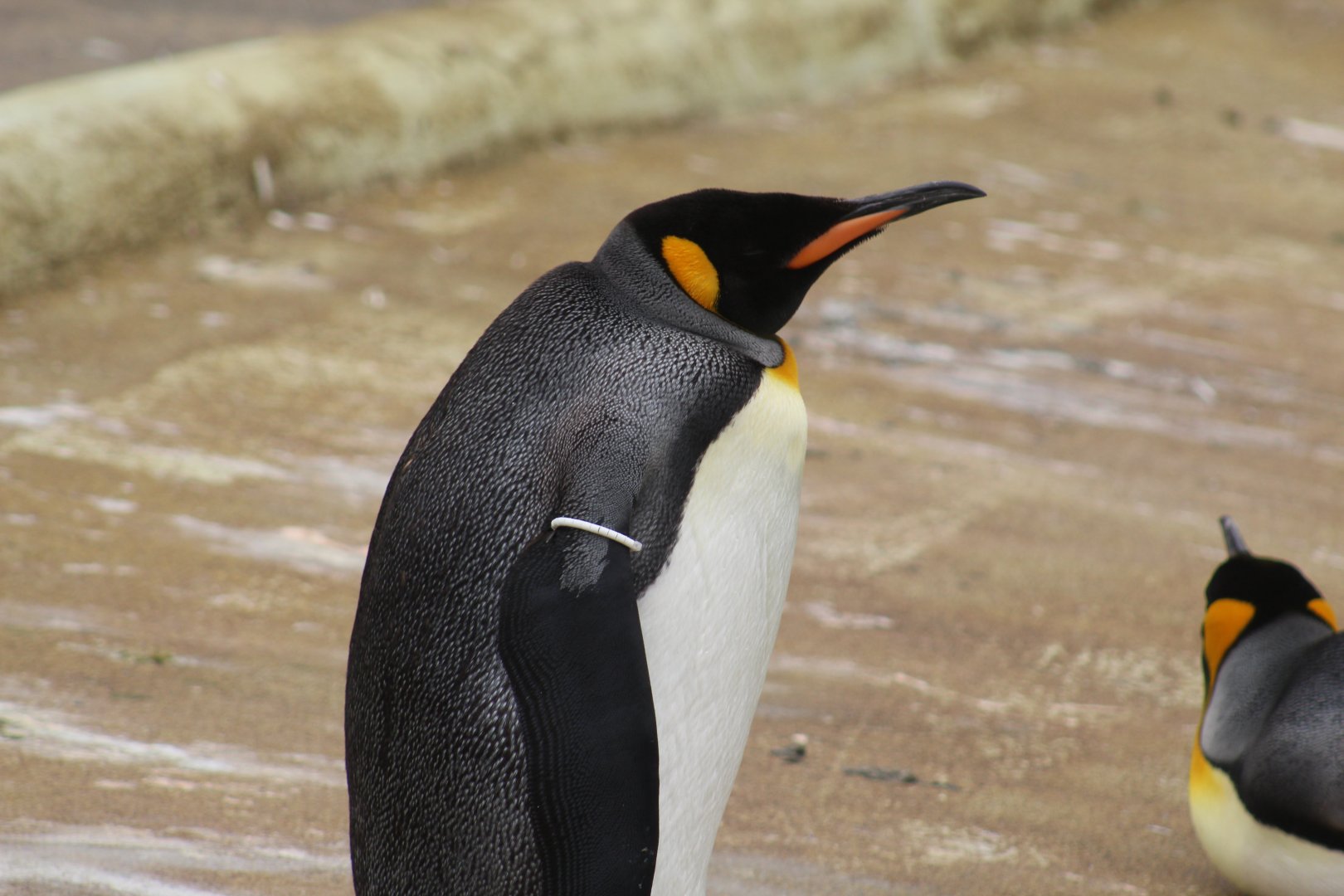 King Penguin
